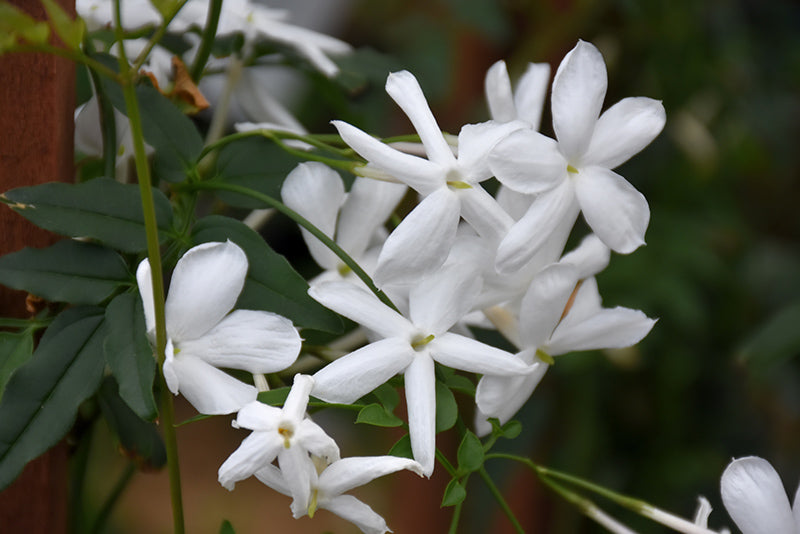 Jasmine