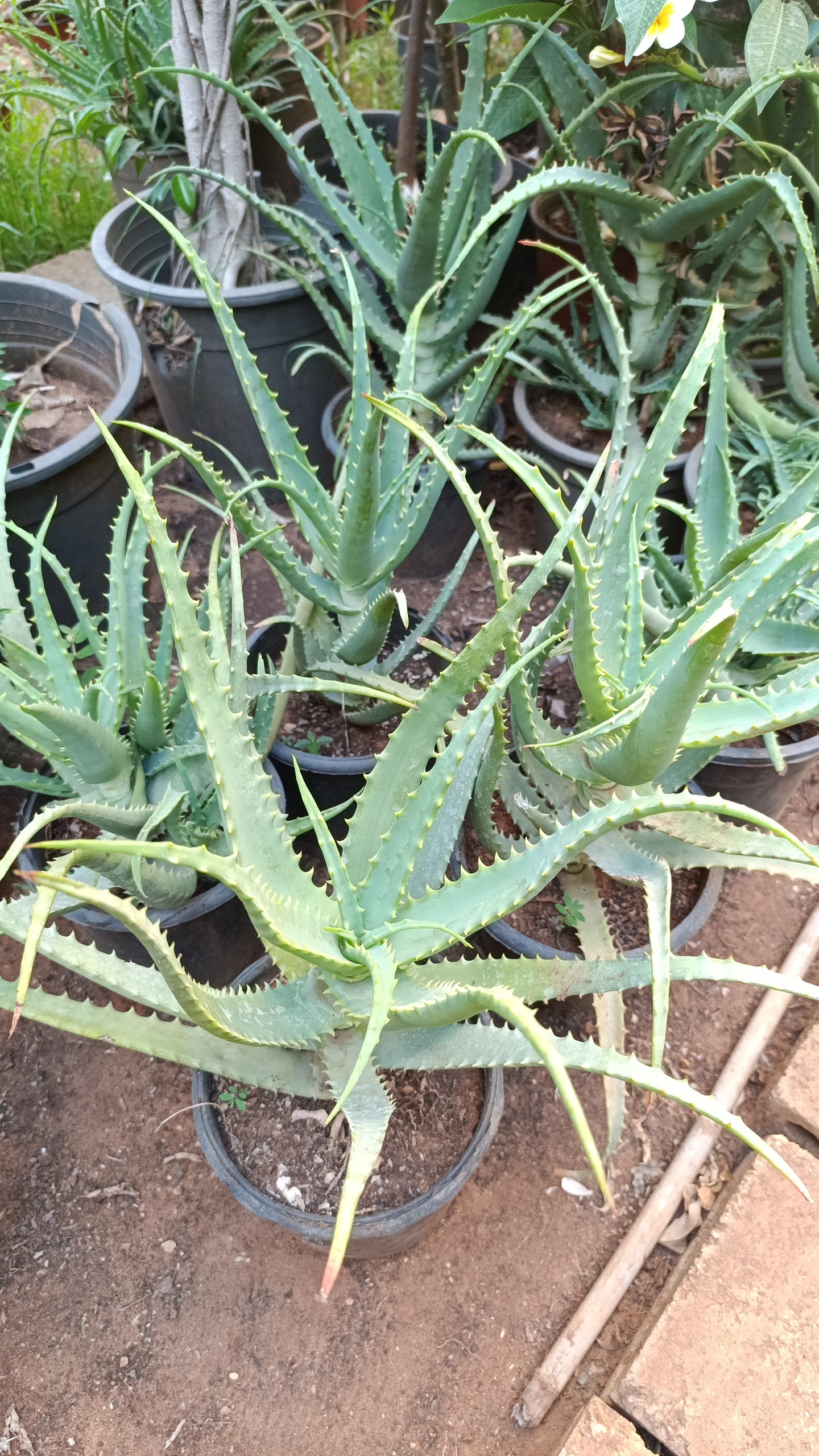 Aloe Vera