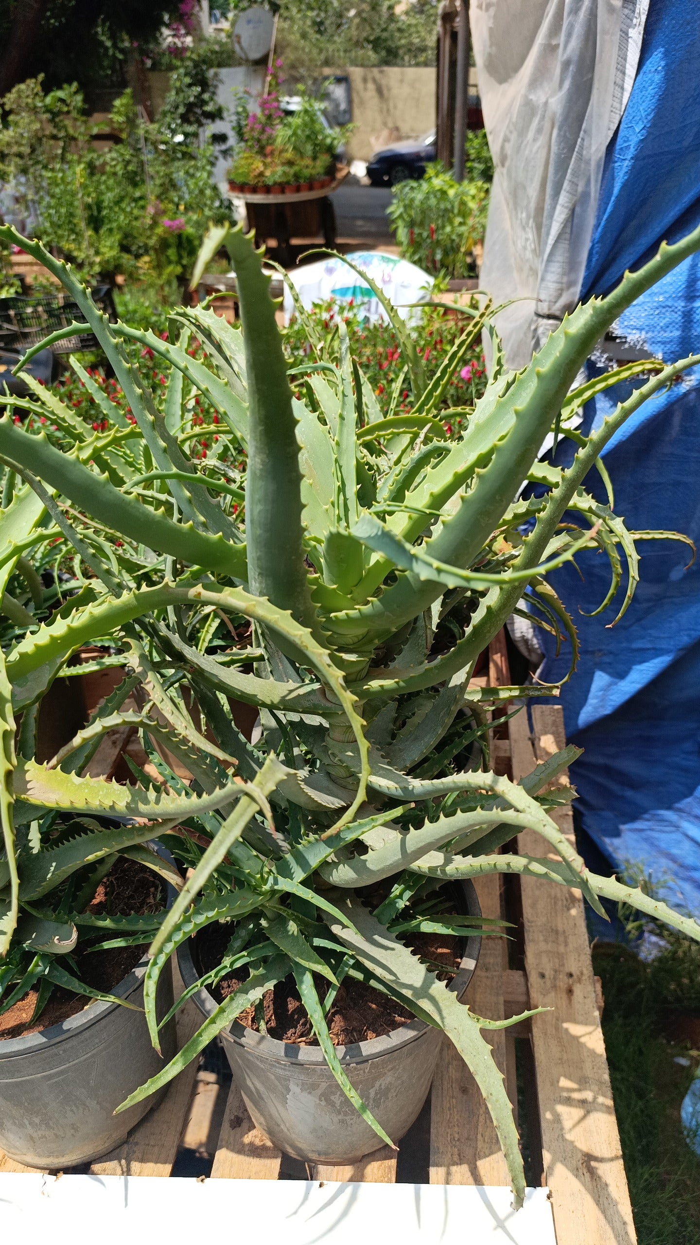 Aloe Vera