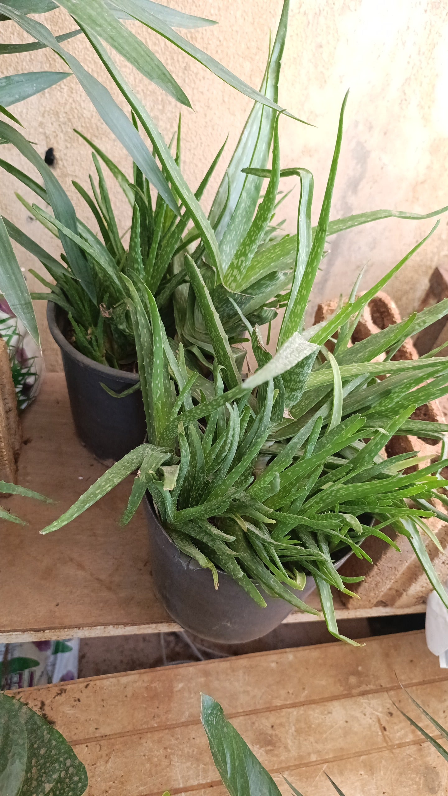 Aloe Vera