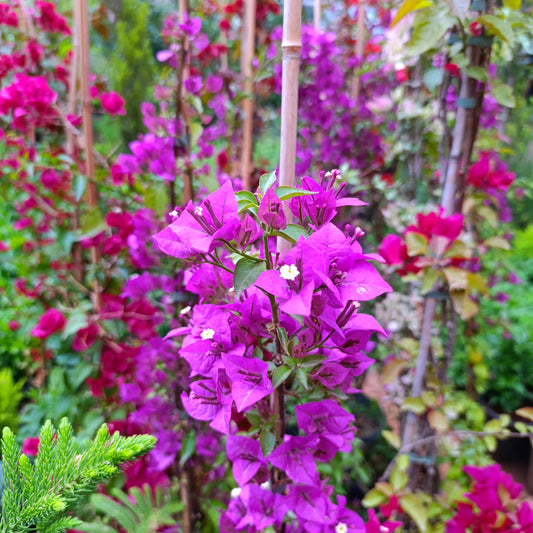 Bougainvillea