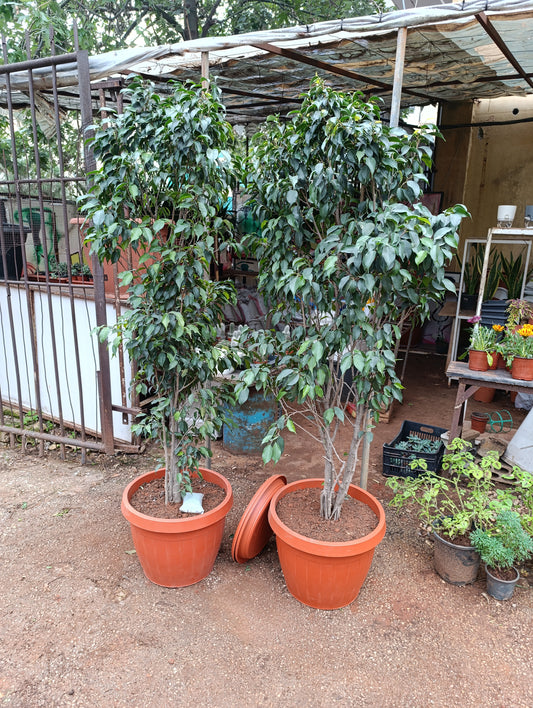Ficus