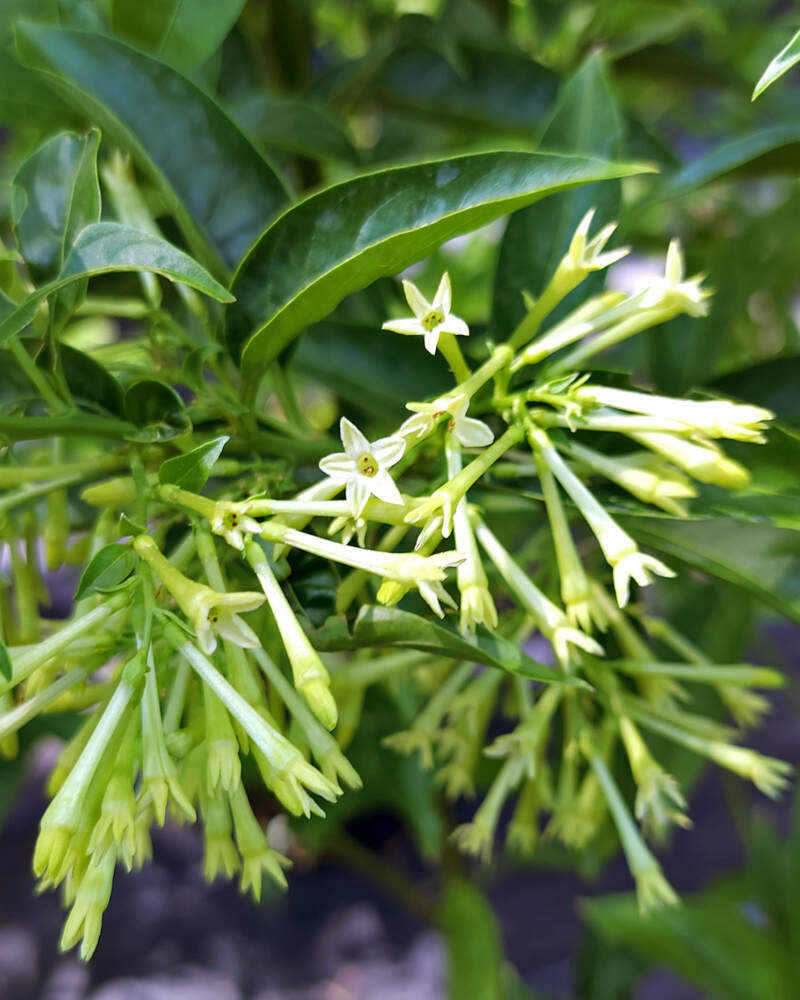 Night Blooming Jasmine