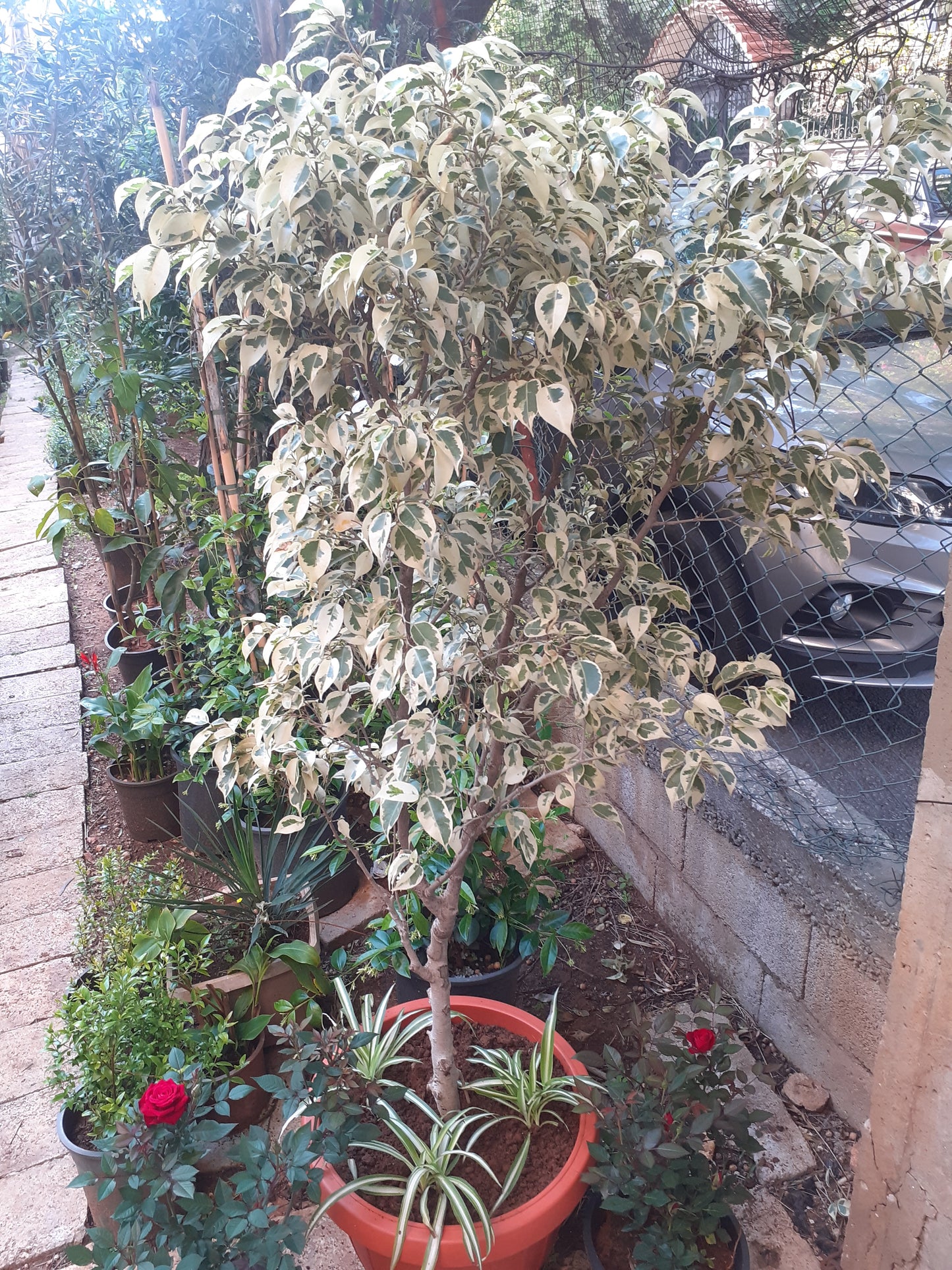 Ficus