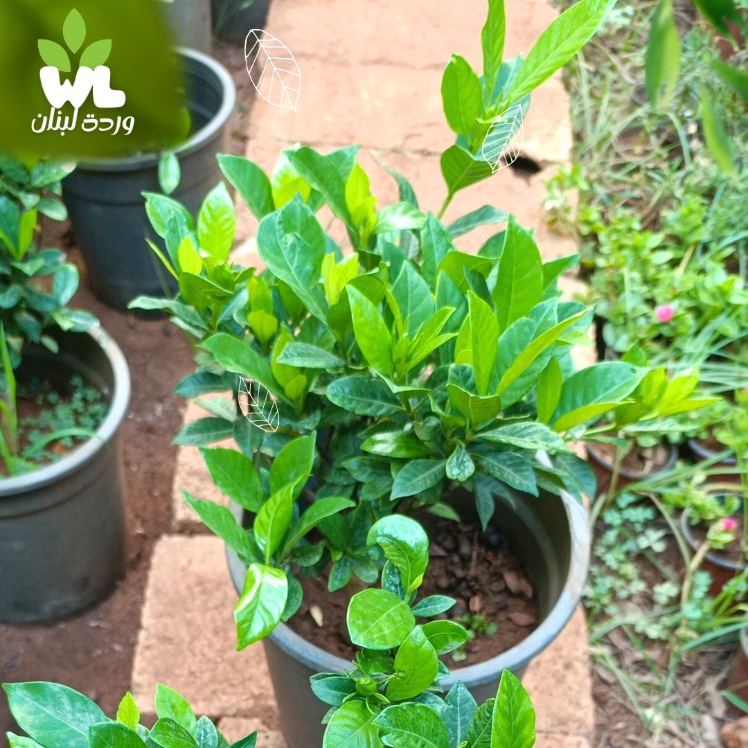 Gardenia