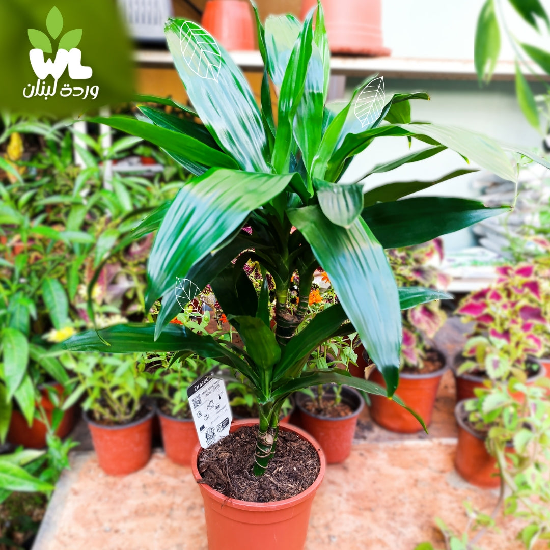 Dracaena Fragrans