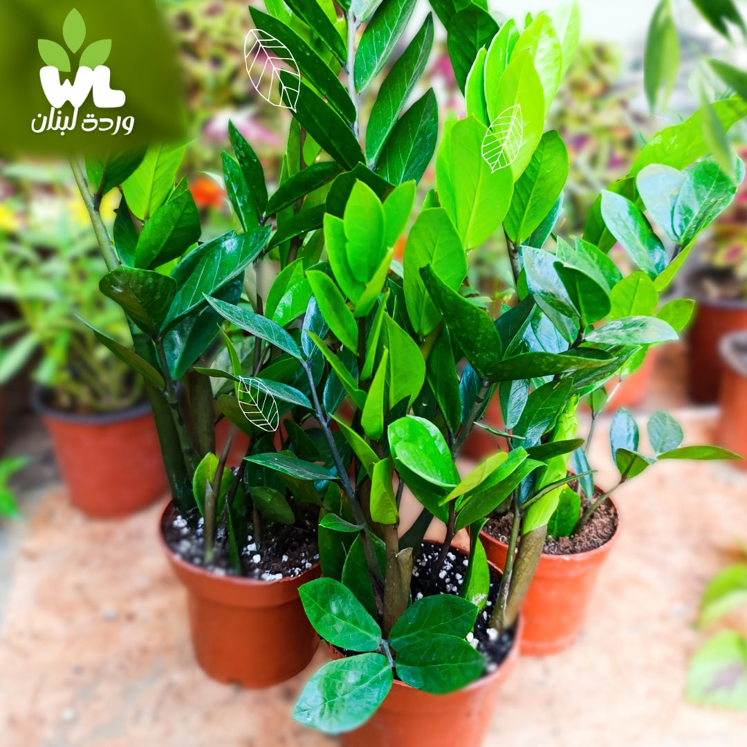 Zamia