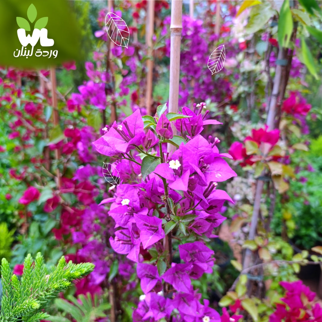 Bougainvillea