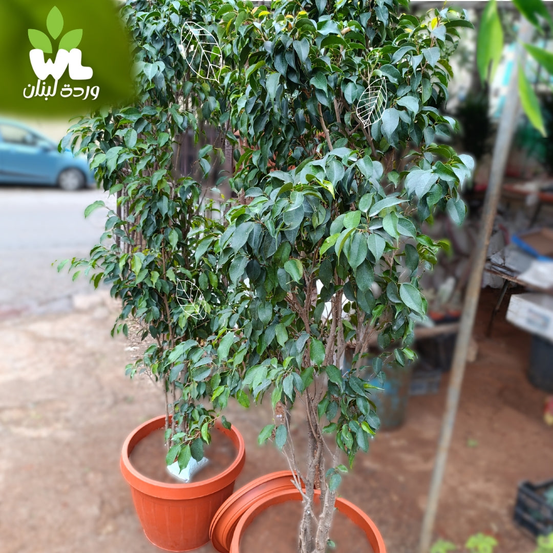 Ficus