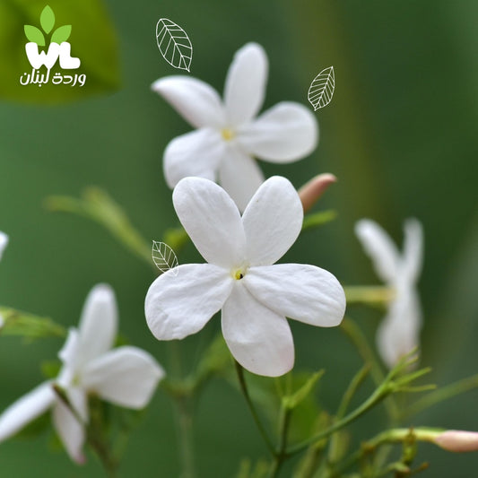 Jasmine