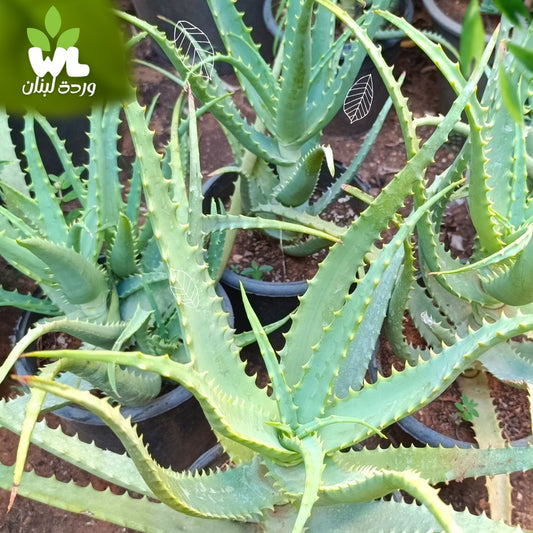Aloe Vera