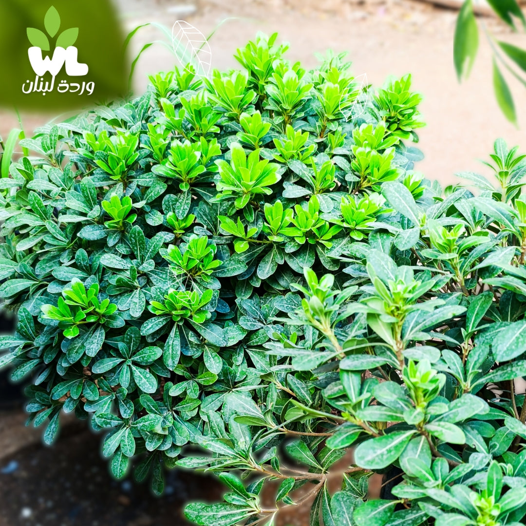 Pittosporum