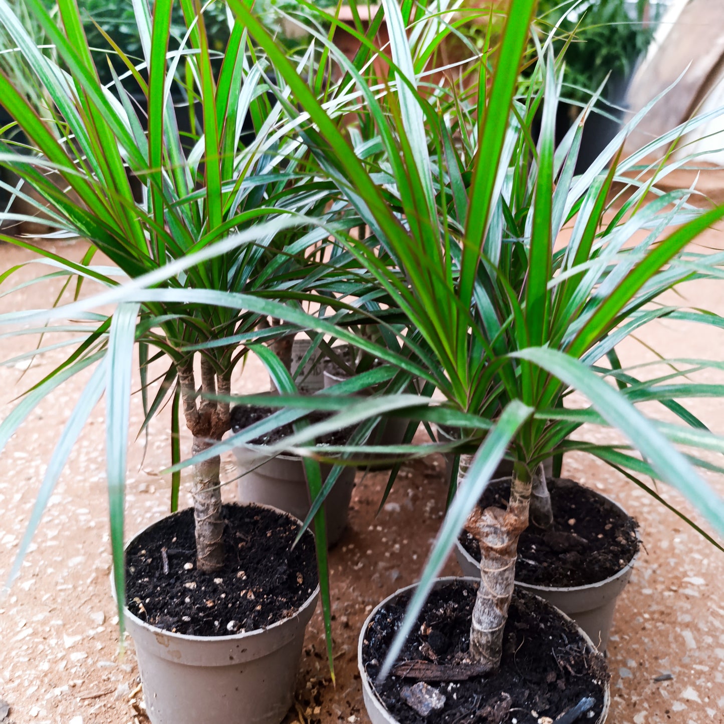 Dracenia