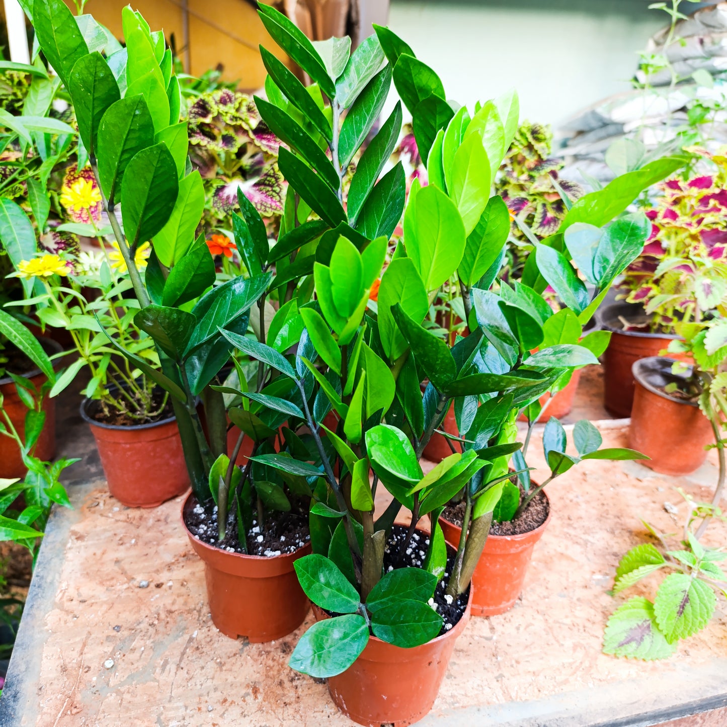Zamia