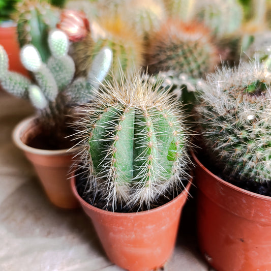 Cactus🌵