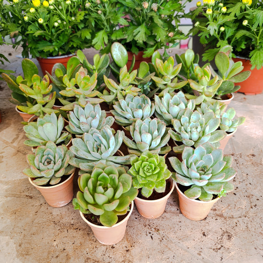 Succulents🌵