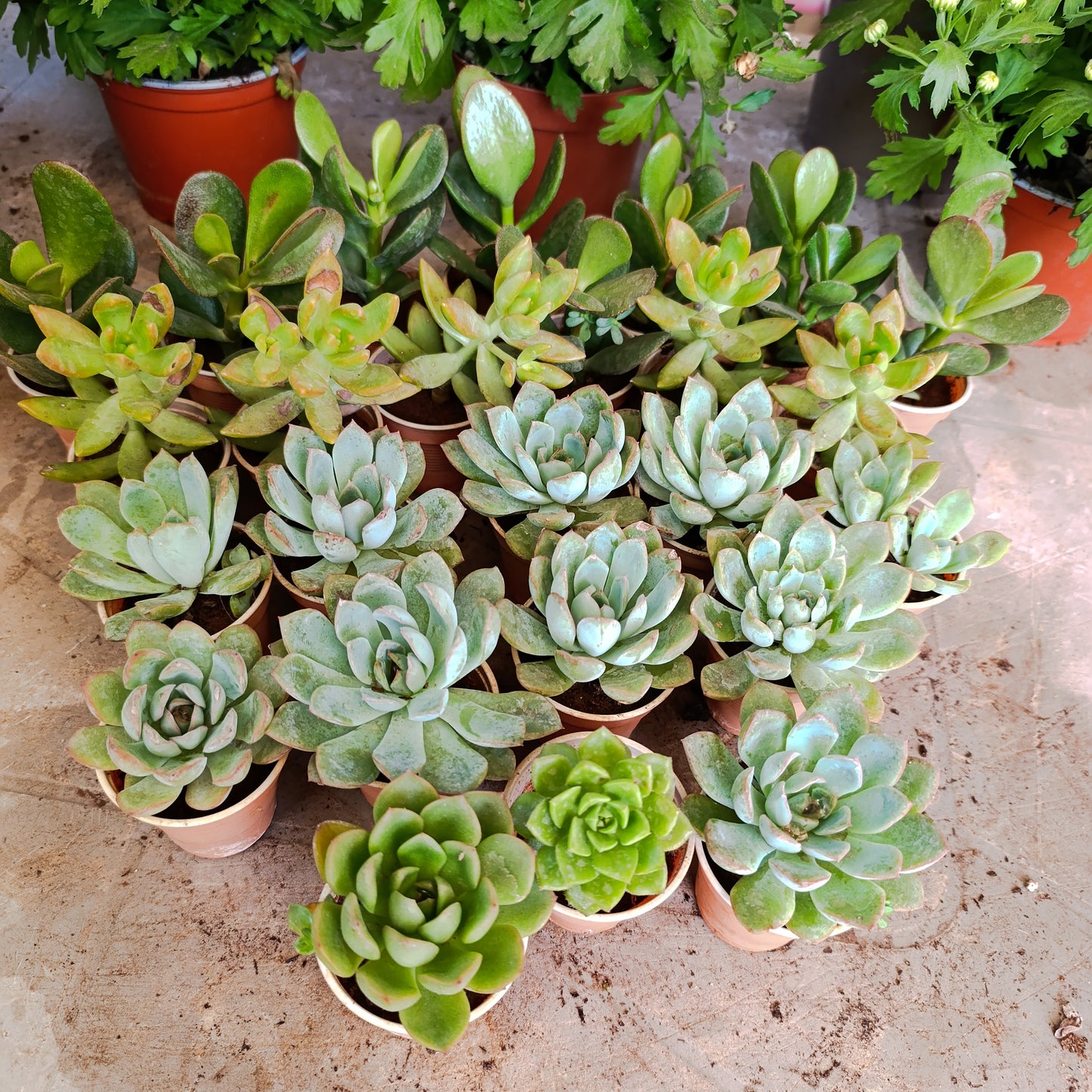 Succulents🌵