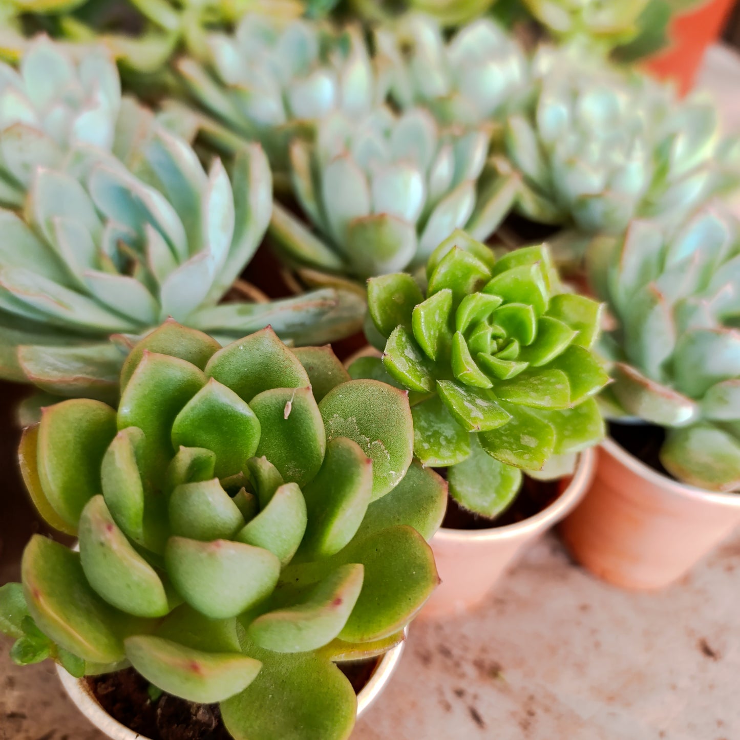 Succulents🌵