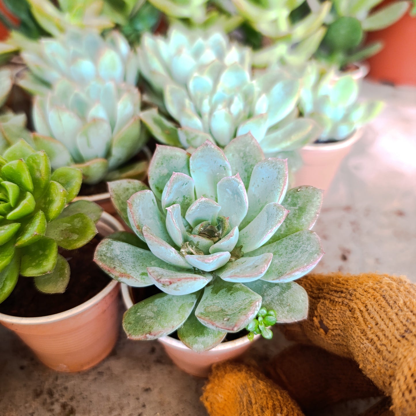 Succulents🌵