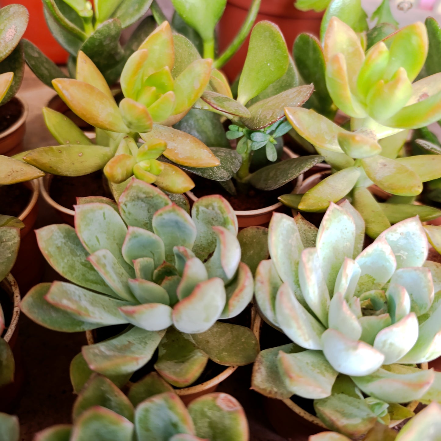 Succulents🌵