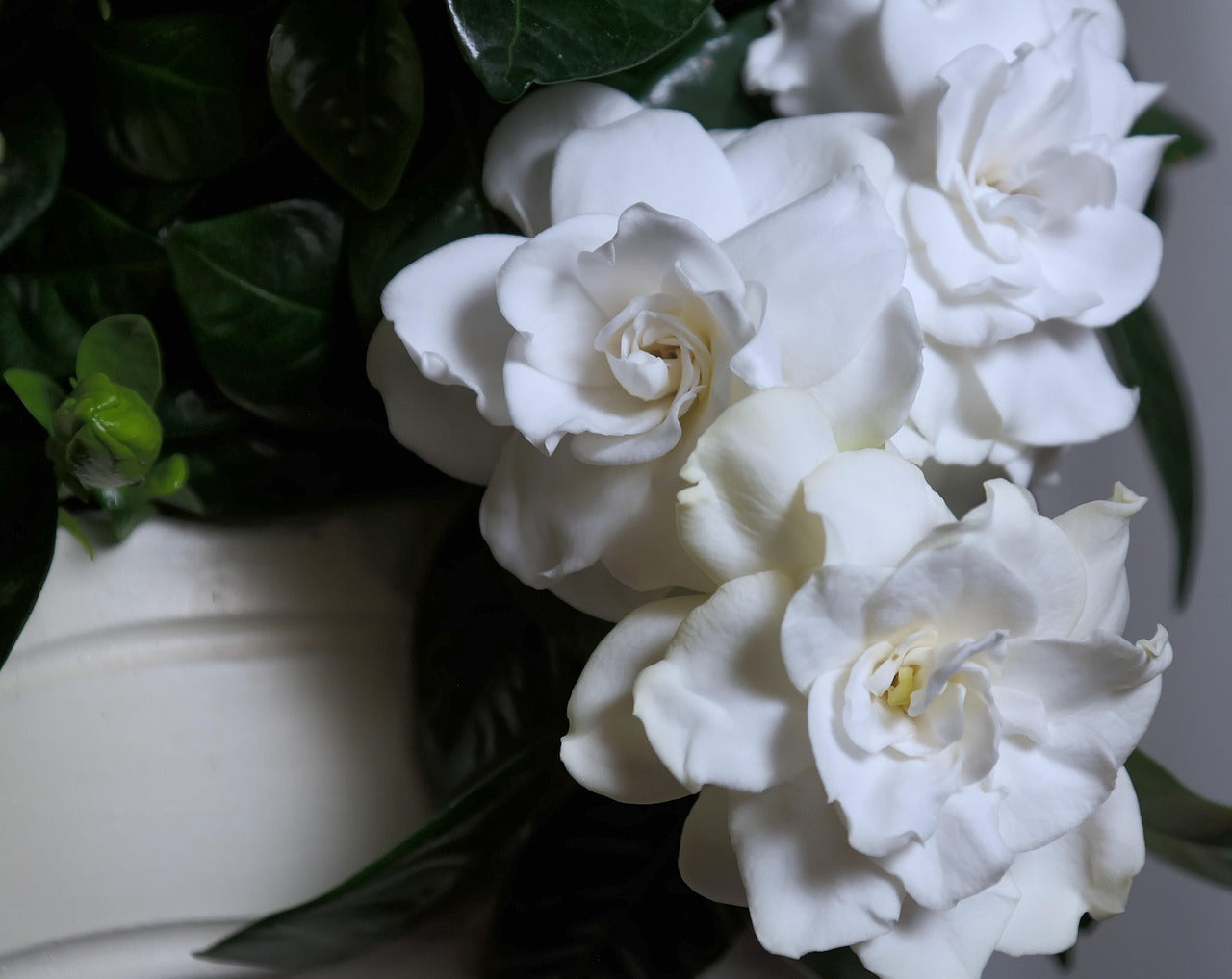 Gardenia